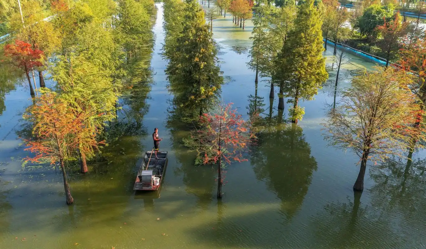 江苏省宿迁市泗洪县近百亩杉林蟹塘如诗如画