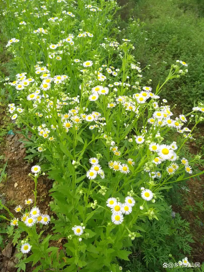野生小蓬草,白色花朵唯美动人,像是十八岁的姑娘好害羞的样子