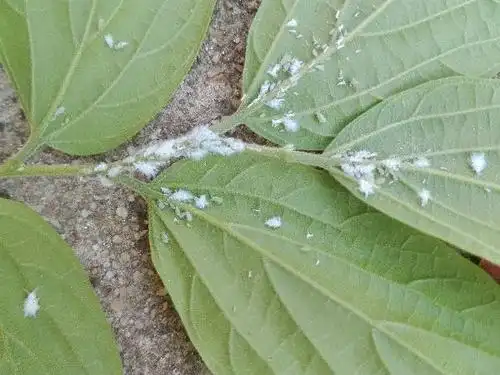 植物上有白色绒毛的小虫子是什么虫