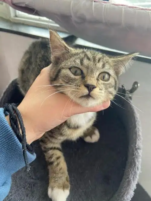 有偿领养一只英短田园串小妹妹