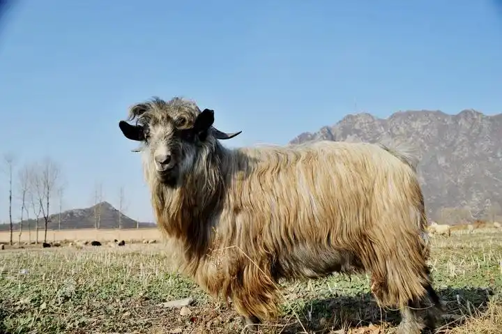 老羊倌和他的老山羊(试机)