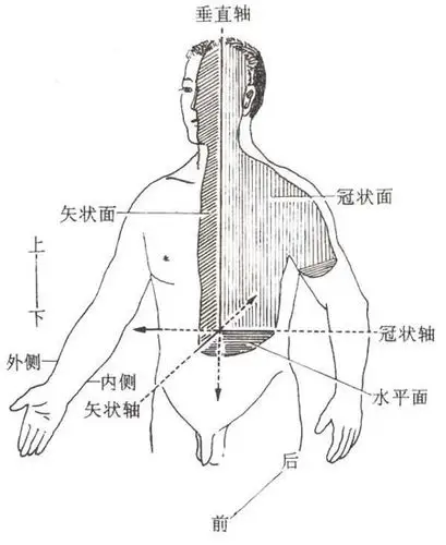 腹股沟在人体的那个部位能用图标明吗