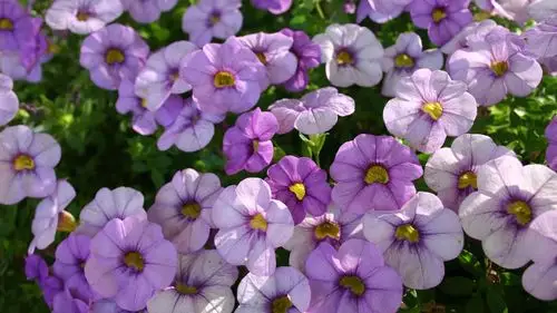 many light purple petunias flowers 750x1334 iphone 8/7/6/6s wall