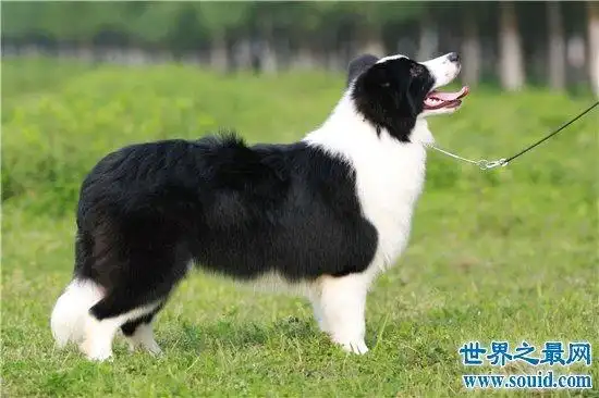 世界上最受欢迎的十大家犬品种,盘点最值得养的狗狗!