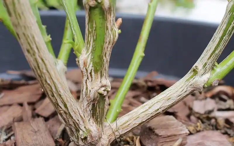 辣椒木质化/我是怎么将辣椒养成多年的