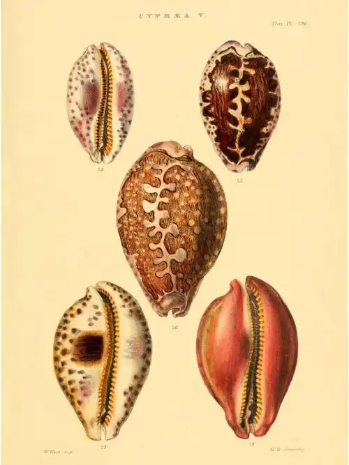 1847年伦敦出版贝壳图鉴书地图宝螺