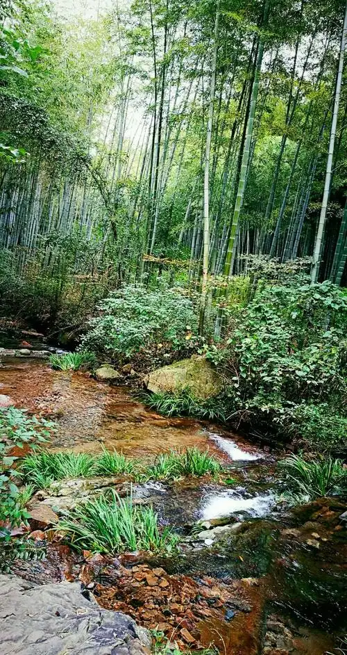南山竹海 享受竹林的美 享受水的静