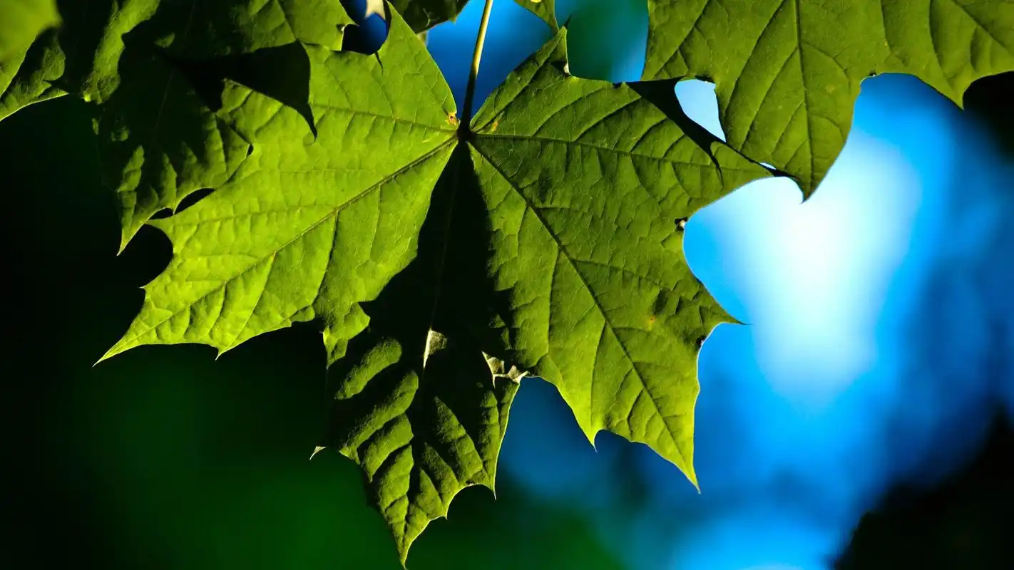 > 唯美风格自行车主题摄影图片电脑桌面壁纸3(1920x1080)