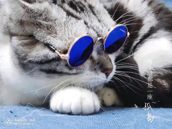 【nex 3摄影】戴墨镜的喵老大 - vivo官方社区