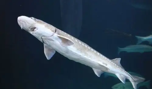 欧洲鳇10.白鲟白鲟,也被称作"中国剑鱼",可以长到5英尺长,重达60磅.