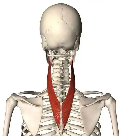 夹肌的纤维是更斜一点的,使它成为颈部强有力伸肌的同时,也参与颈部的