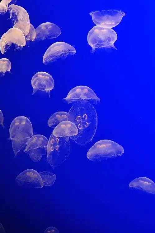 498_750竖版 竖屏