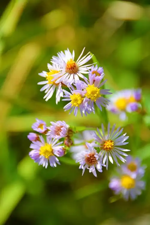 紫色小飞蓬草原创拍摄