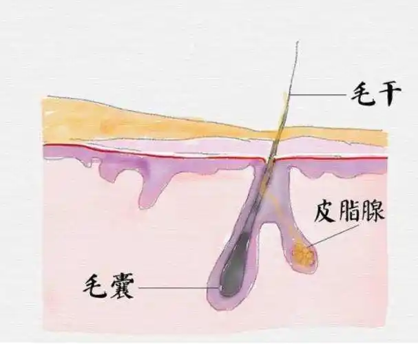 皮脂腺位于毛囊及立毛肌之间,由一个或几个囊状的腺泡与一个共同的短