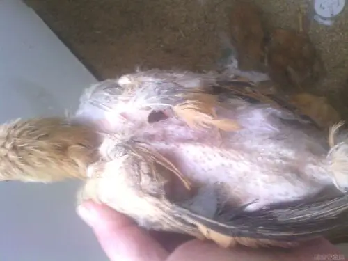 50多天的散养土鸡开始掉毛,请李老师指教,是什么病?怎么治?