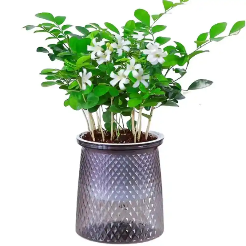 七里香花,又称九里香,叶片翠绿,四季常青,净化空气,好养易活 - 抖音