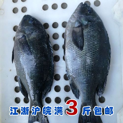 石浦海鲜  新鲜海捕海钓东海黑毛鱼  一斤左右/条