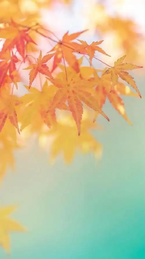 爱上秋天,爱上枫叶,锁屏图片,手机壁纸,植物-回车桌面