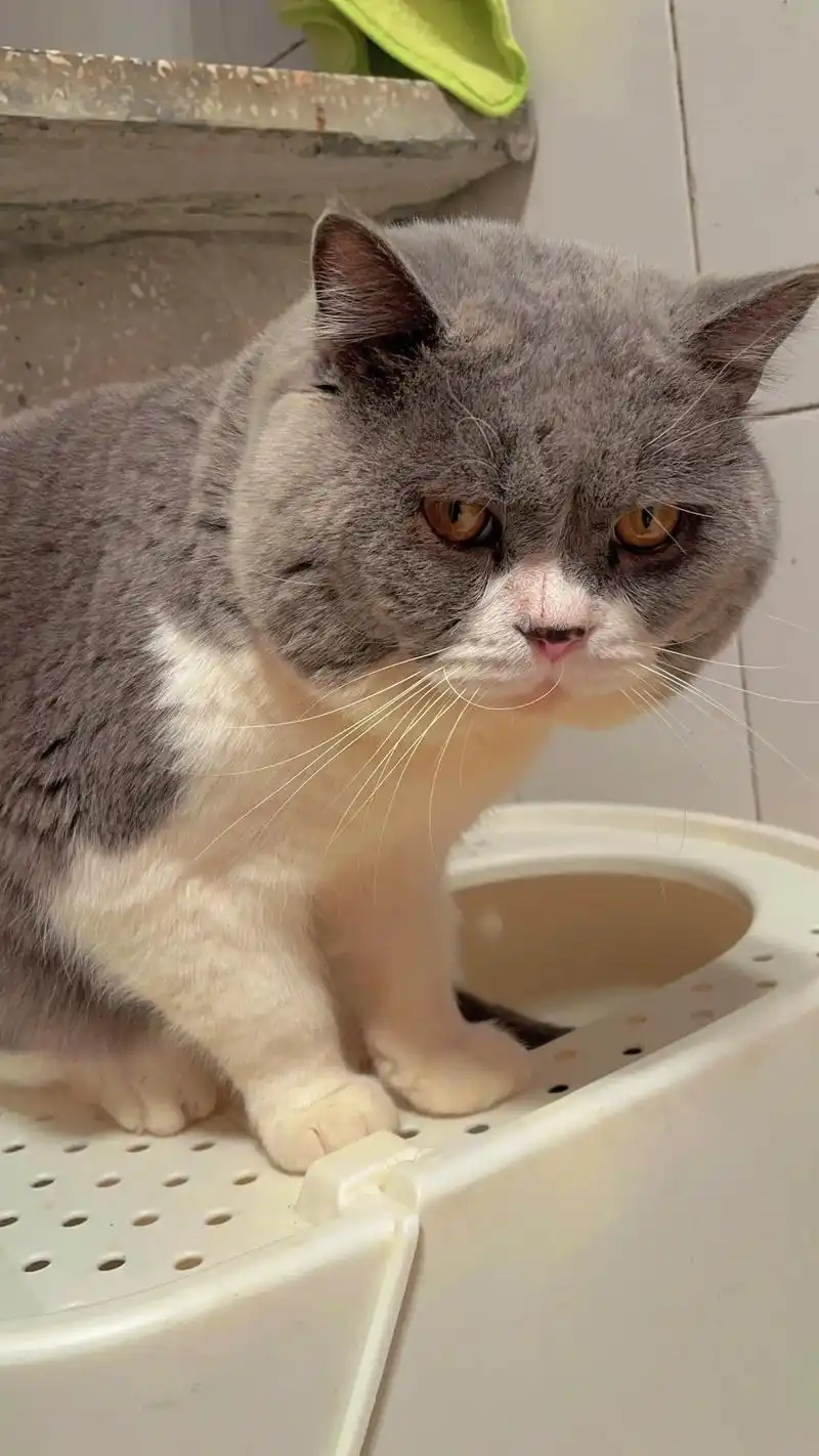 还是觉得我家公猫很好看.