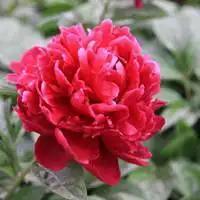 女人微信头像带来好运花朵【点击鼠标右键下载】