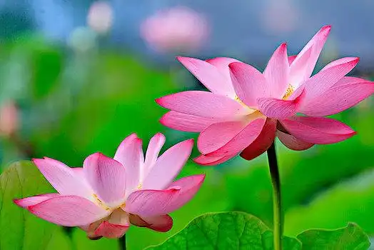 荷花荷花荷花洪湖公园荷花洪湖公园荷花莲花荷花,神圣,豆,印度美国