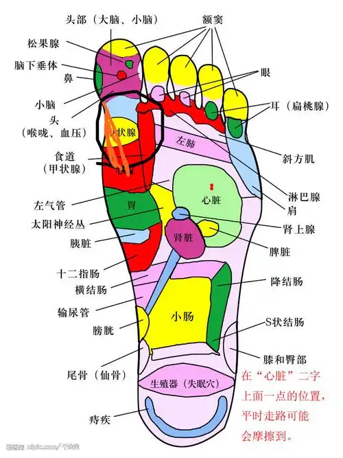穿过高跟鞋,大拇指跟侧前脚掌这(黑圈)会痛,,摸上去感觉有一条硬硬的