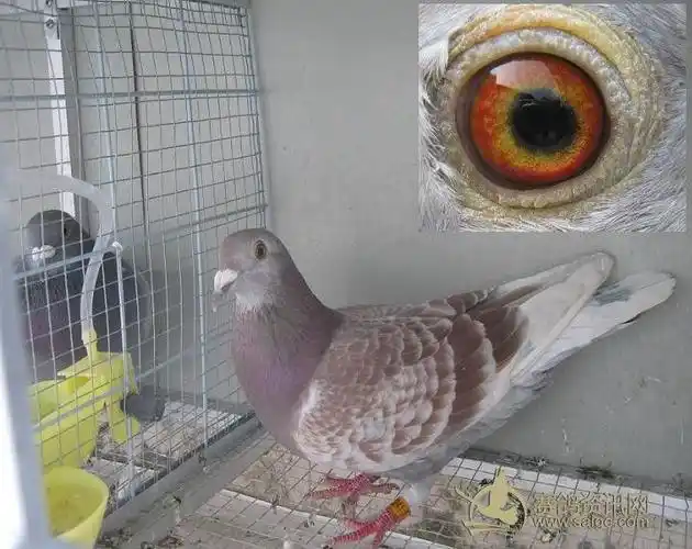 暴性的红雨点雌