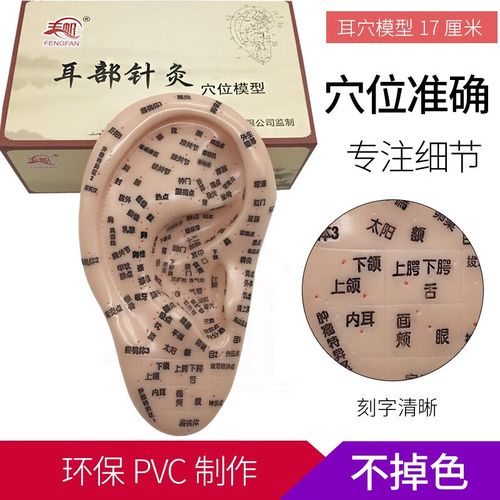 刻字清晰耳穴模型耳针模型/耳朵模型/耳按摩模型针灸耳17厘米 标准 40