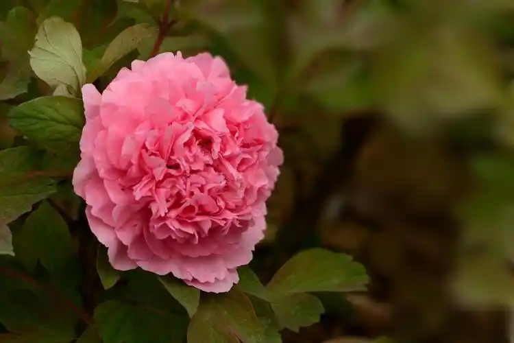 花苗大胡红牡丹菏泽发货红色正宗多分枝大室内时令草本花卉