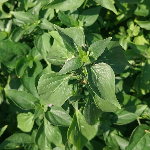 新鲜乌面草天然猪肝菜潮汕中草药材青仔草狗六角500克包邮野红蓝