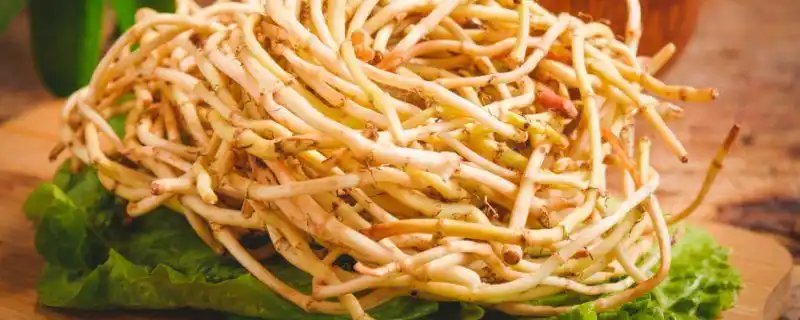 茅草根和鱼腥草的区别