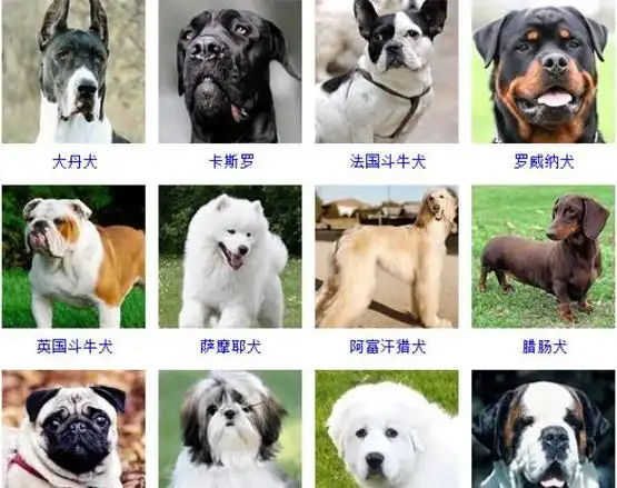 00种名犬图片及名字,英国名犬图片和名字