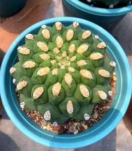 新天地开花仙人球