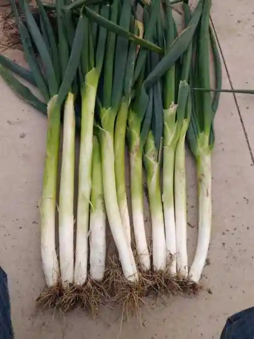 大葱的功效与作用(大葱的功效与作用及食用方法)