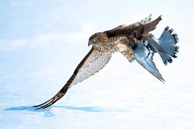 回顾老鹰王的遗憾18岁驯过一只神鹰却被同村农妇生生剪掉鹰喙