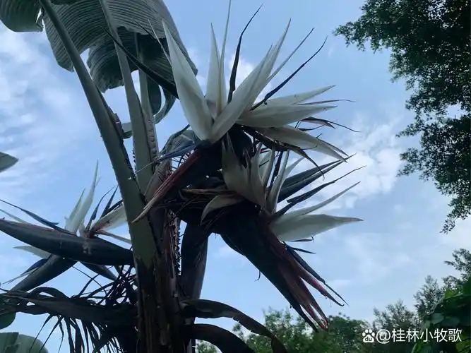 第一次见天堂鸟开花,还是白色的花