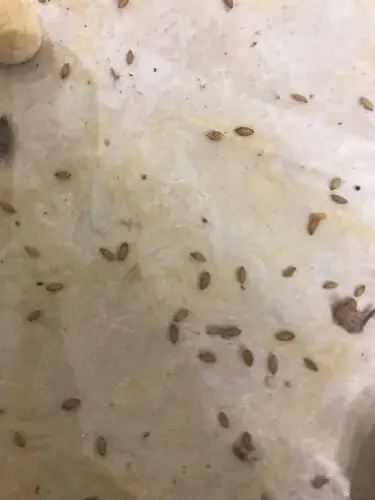 这是什么虫子,还是虫卵,家里出现的