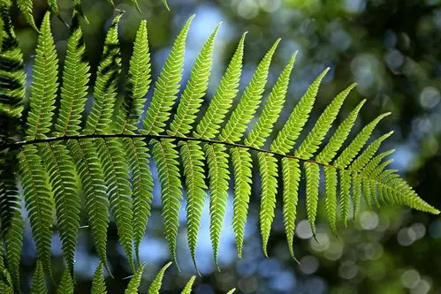 春天绿色蕨类,高清图片,植物壁纸-回车桌面