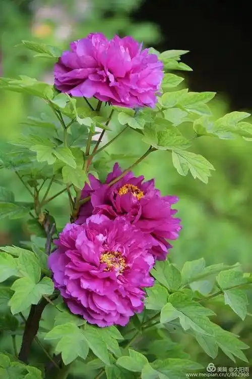 君自南国来,牡丹花儿开.分别五十载,徜徉在花海.—2019年4月