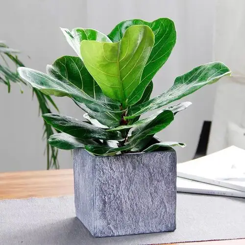 琴叶榕盆栽|室内观叶植物|耐阴好养|净化空气|美观桌面绿植