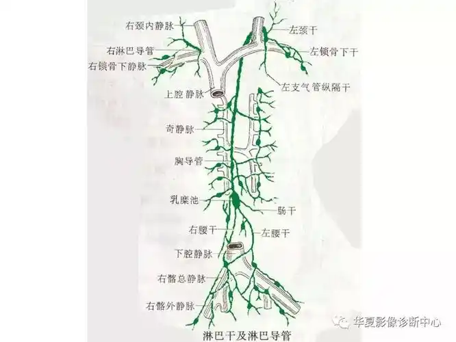 全身淋巴系统的精细解剖