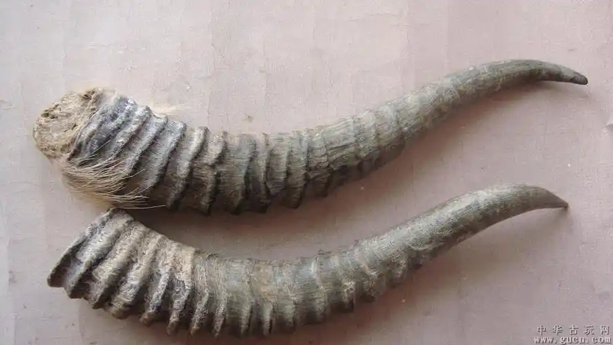 藏羚羊角真伪识别图片