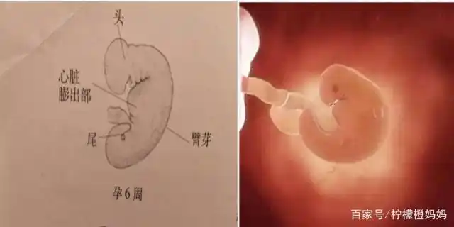 孕8周胎宝宝发育状况,准妈妈要注意什么?第三点很重要