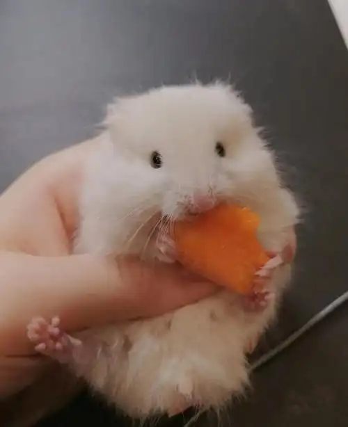 世界名鼠-叙利亚仓鼠 哺乳动物物种         叙利亚仓鼠 ,也叫黄金