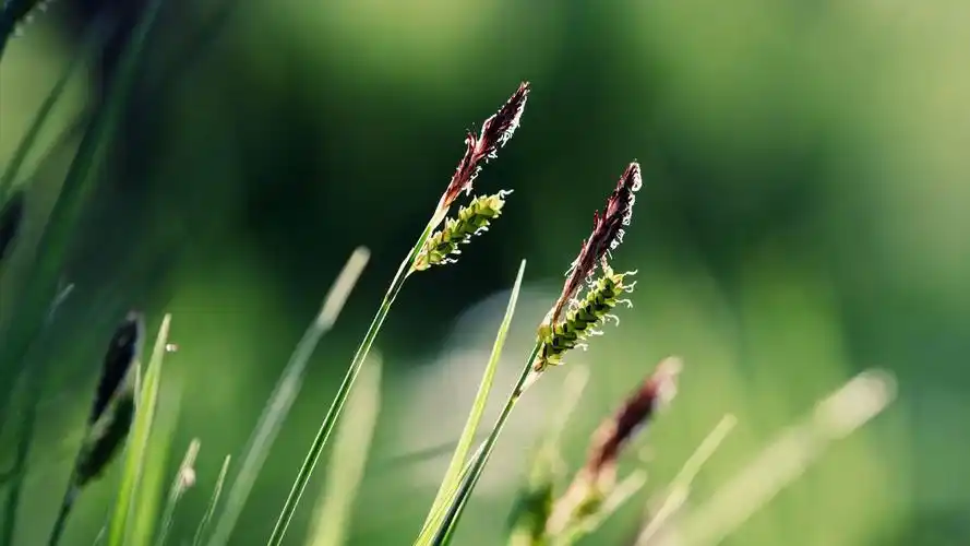 清新绿色护眼高清桌面壁纸