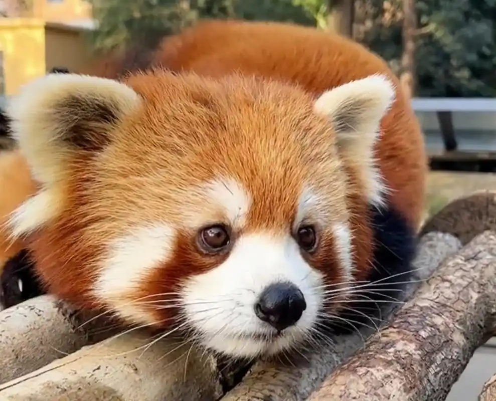 当四目相对时,心动融化了.这样萌萌的小熊猫有什么理由拒绝呢#动物