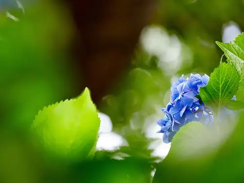 花朵,小花,盛开,唯美,安静,半抹清新半抹静美,护眼,绿色,风景,2014