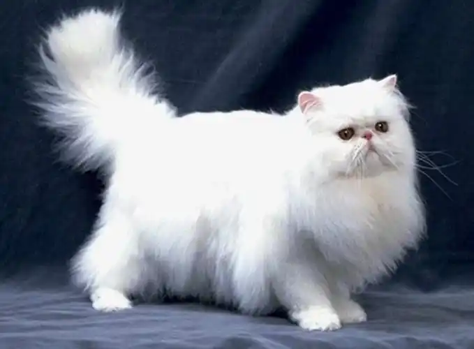 纯白色的猫咪,有什么品种?