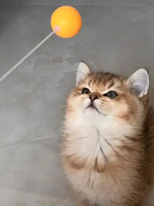 谁说25色金渐层不可爱