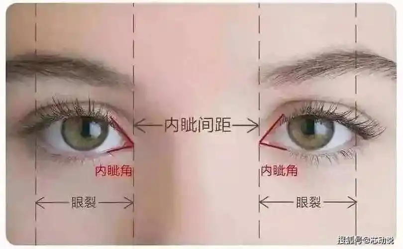 眼睑是哪里 第三眼睑是哪里